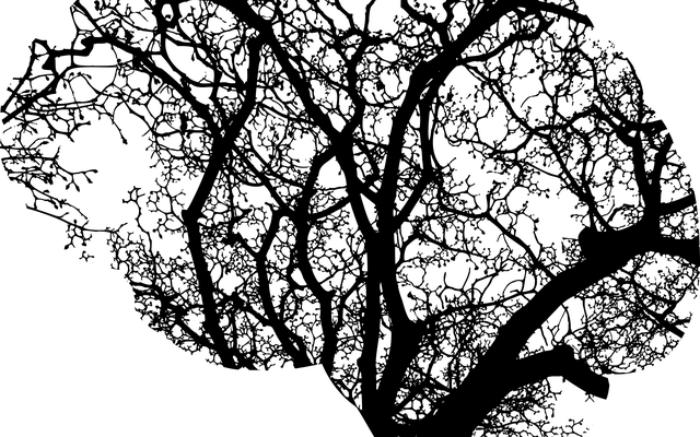 Brain anatomy - a black and white graphic of branches in the brain based on a tree